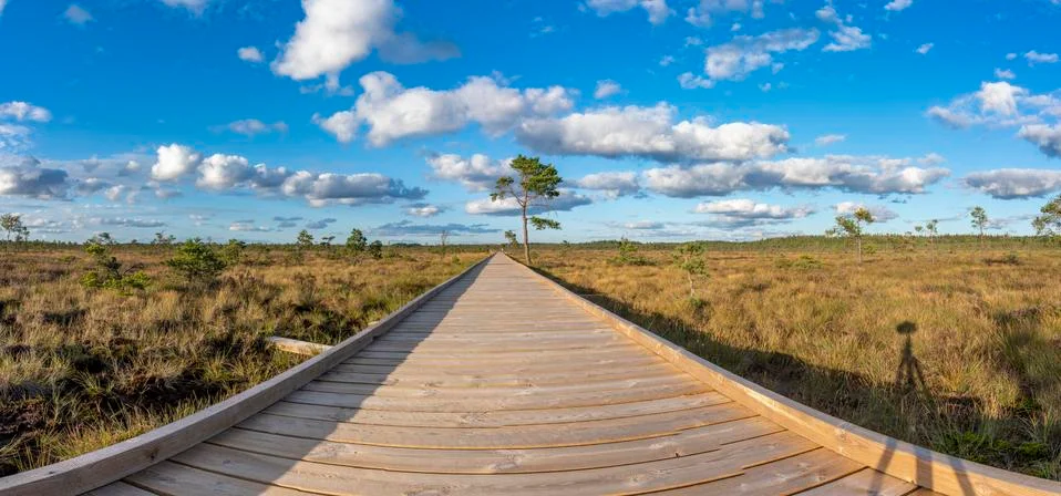 Sun casting low light during calm Sunset in summer over Wooden footpath Stock Photos