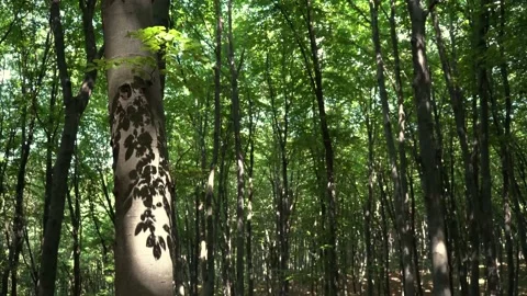 Sun casting shadows of leaves on a tree trunk in the forest Stock Footage 157715743