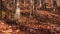 Sun Casting Shadows On The Trees And Forest Floor - Time Lapse HD Footage