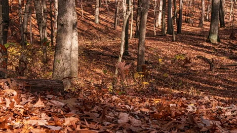 Sun Casting Shadows On The Trees And Forest Floor - Time Lapse Stock Footage 144128264