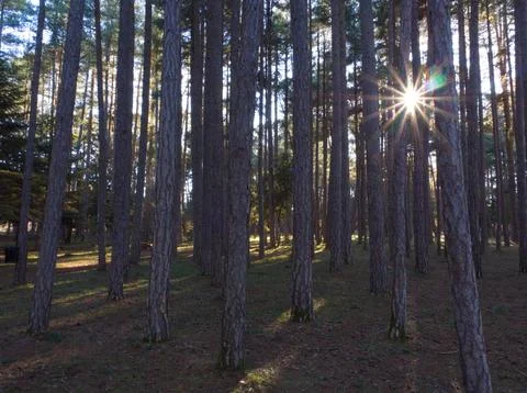 Sun casting in the woods Stock Photos