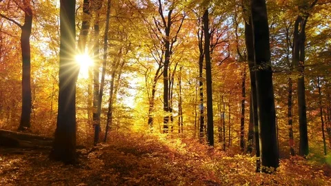 The sun casts beautiful rays into the autumn forest Stock Footage 116425912