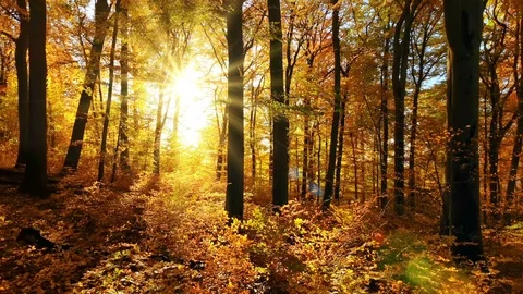 The sun casts beautiful rays into the autumn forest Stock Footage 116425993