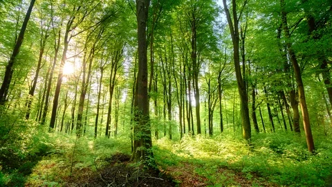 The sun casts its beautiful rays into the fresh green forest, time lapse Stock Footage