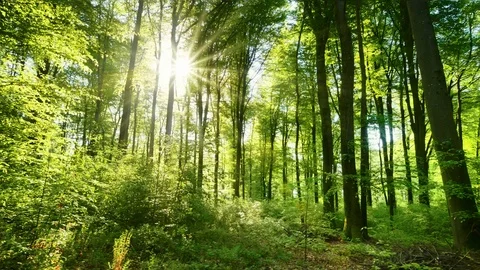 The sun casts its beautiful rays into the fresh green forest, time lapse Stock Footage 113000344