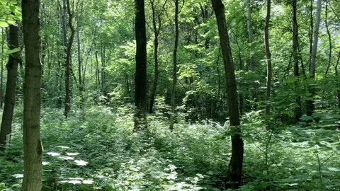 The sun casts its beautiful rays into the fresh green forest Stock Footage 135270704