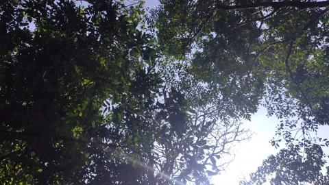 The Sun Casts Its Beautiful Rays Into The Fresh Green Forest, Time Lapse Stock Footage 147851323