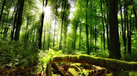 The sun casts its enchanting rays into the green forest Stock Footage 61913761