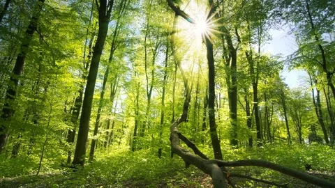 The sun casts its enchanting rays into the fresh green forest Stock Footage 72531643