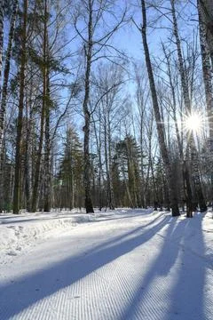 The sun casts long shadows on a wide ski slope in a snow-covered forest Stock Photos