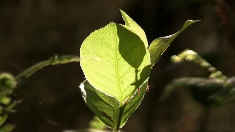 Sun changes through veins of plant 스톡 동영상 82872567