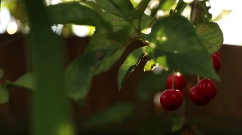 Sun on Cherry Tree Stock Footage 39811616