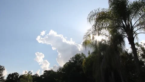 Sun, Clouds, Palm Trees, Florida Stock Footage 5504425