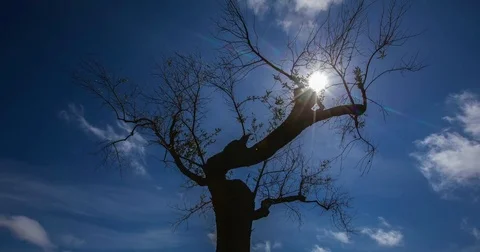 The Sun, Cloudy Sky, Blue Sky, Olive Tree Stock Footage 75172857