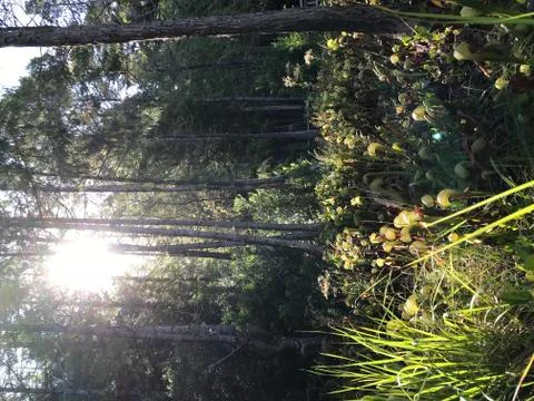 Sun on the Cobra Orchid patch Stock Photos