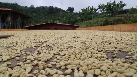 Sun Coffee Stock Footage 83458412