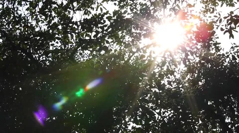 Sun comes up through cork oak tree, wonderful lens flare. Video stock 52954695