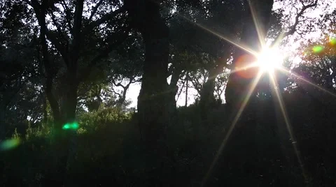 Sun comes up through cork oak tree Stock Footage 52954733