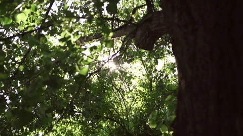 The sun comes through the foliage of the tree in slow motion seen from under Video stock 280123481