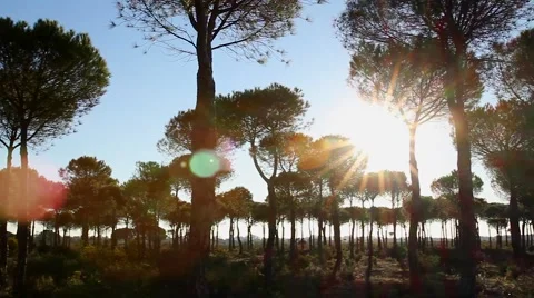 Sun comes up through pine trees Stock Footage 52954488