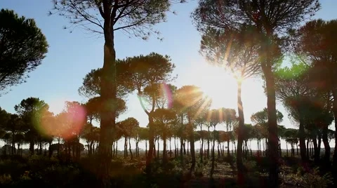 Sun comes up through pine trees Video stock 52954669