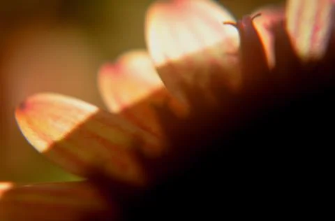 The sun comes through the tips of the leaves Stock Photos