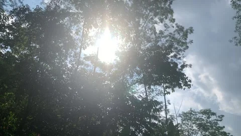 The sun comes in through the trees Stock Footage 209281581