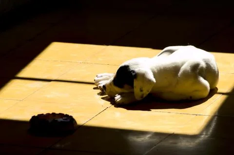 The sun comes in through the window and the little dog sleeps Stock Photos