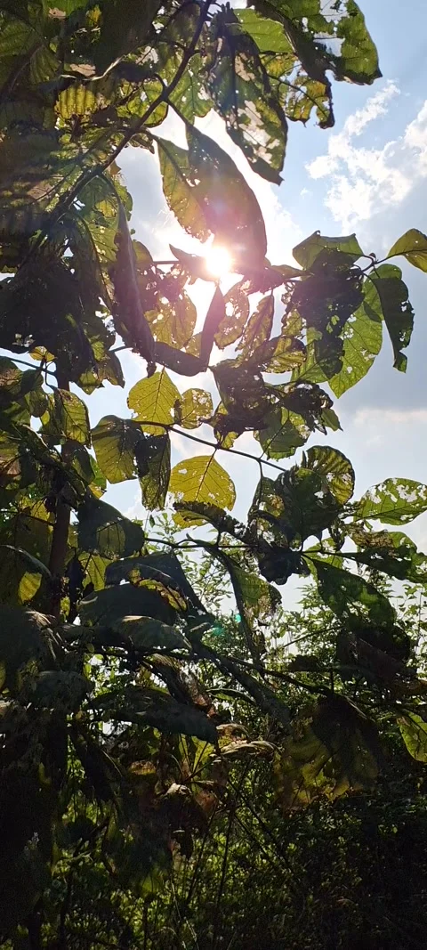 Sun coming in and out through trees during day. Stock Footage 291547236