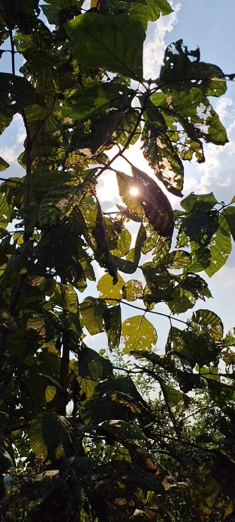 Sun coming in and out through trees Stock Footage 291547238