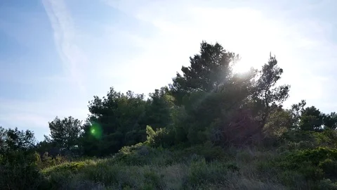 Sun coming behind tree Stock Footage 112759227