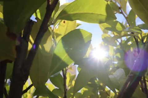 Sun coming through the leaves Stock Photos