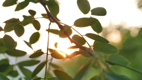 The Sun coming through the leaves of a sunset Stock Footage 91337829