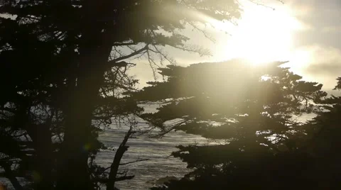 Sun Coming through Silhouette of Trees Stock Footage 46559814