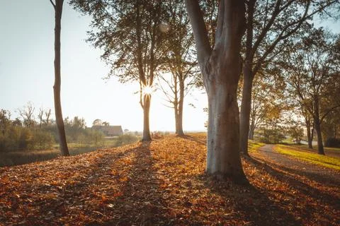 Sun is coming through the trees during fall or autumn Stock Photos
