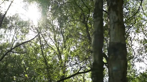 Sun coming through Trees Stock Footage 139146317
