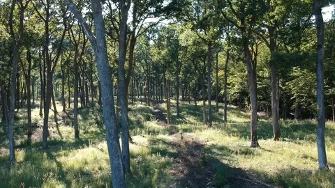 Sun coming through trees in forest, aerial rising shot Stock Footage 88818644
