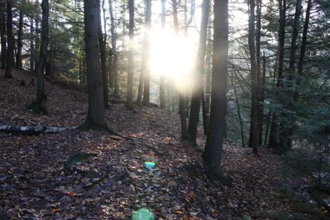 Sun coming through the trees in a forrest Foto stock