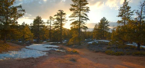 Sun Coming Through the Trees in National Forest, Sunset Stock Footage 109492676