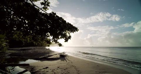 Sun Coming Through Trees At Sunset 4K Stock Footage 152916495