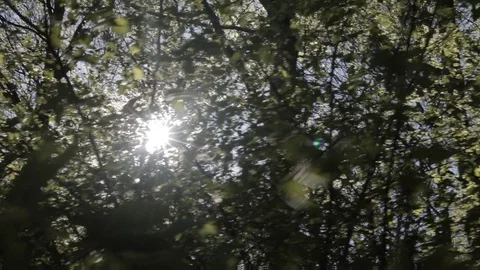 Sun coming through the trees in a UK forest, handheld Video stock 91617569