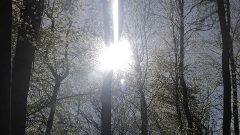 Sun coming through the trees in a UK forest, handheld, moving Video stock 91617611