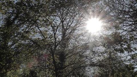 Sun coming through the trees in a UK forest, handheld Video stock 91617631