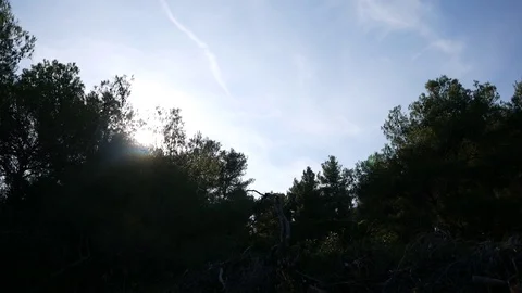 Sun coming true trees and bird flyover Stock Footage 112759340