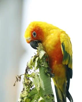 The sun conure, also known as the sun parakeet, is a medium-sized, vibrantl.. Stock Photos