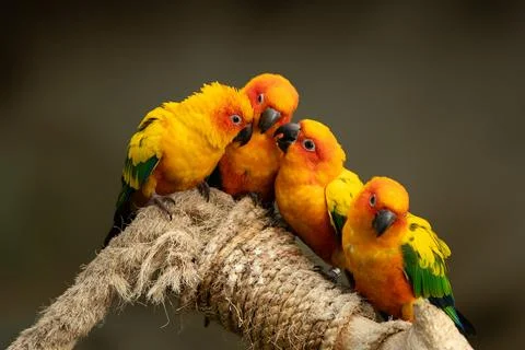 Sun conure, also known as the sun parakeet, is a medium-sized, vibrantly co.. Stock Photos