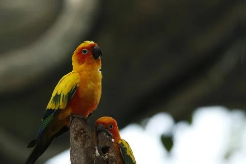 Sun conure, also known as the sun parakeet, is a medium-sized, vibrantly co.. Foto stock