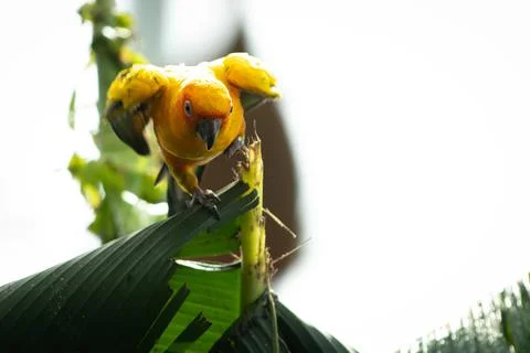 Sun conure, also known as the sun parakeet, is a medium-sized, vibrantly co.. Stock Photos