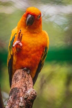 The sun conure Aratinga solstitialis cleans the beak on a branch Stock Photos