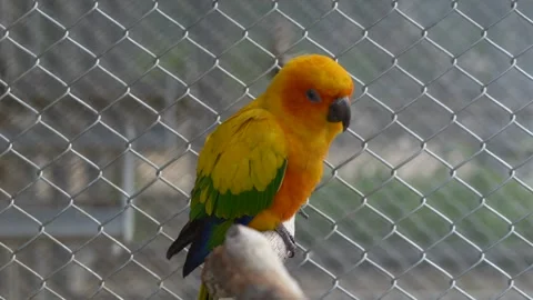 Sun conure Aratinga solstitialis colorful parrot perched on branch. Exotic bird Stock-Footage 331944954